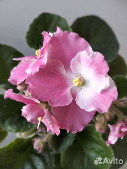 Стрептокарпус