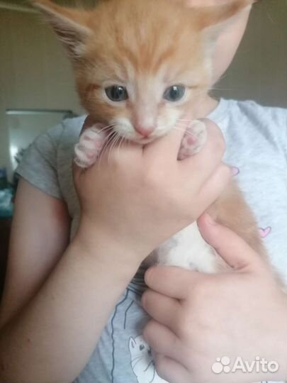 Кошки в добрые руки бесплатно