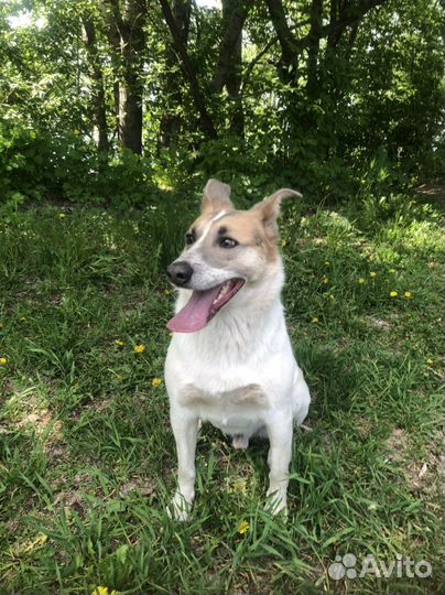 Отдам собаку супер компаньон