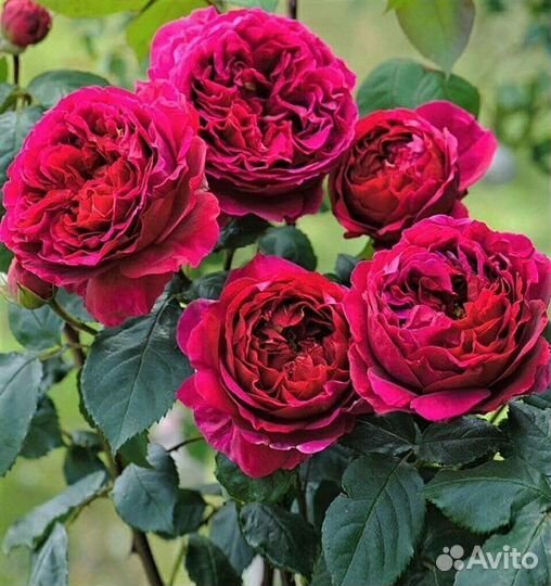 Роза шраб- Фальстаф