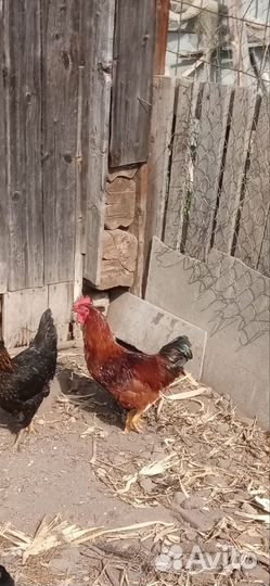 Молодой Петушок