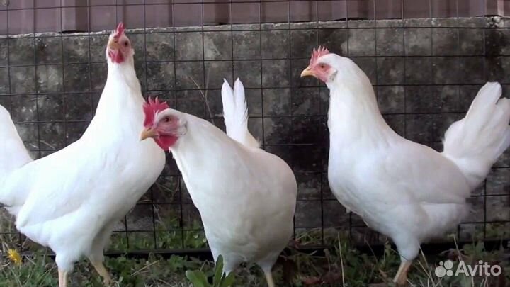 Гуси Линда, Селезни индоуток+утки. Курочки несушки