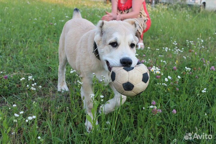 Передержка собак и кошек в домашних условиях