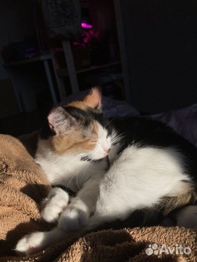 Трехцветная кошка