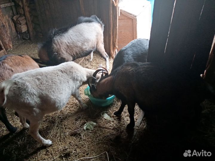 Молочные козы