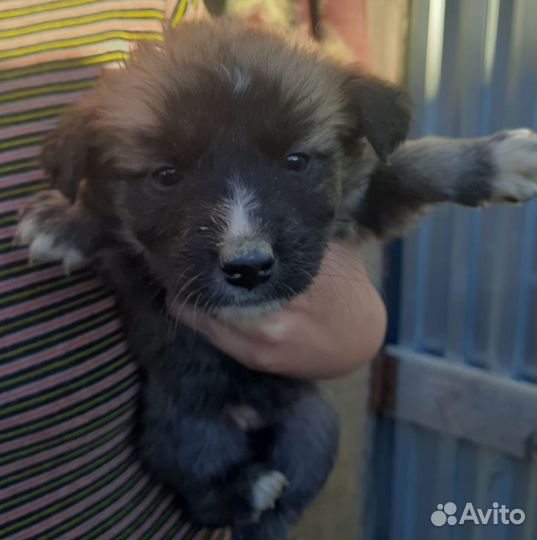 Собака в добрые руки отдам бесплатно