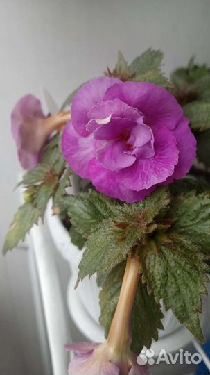 Ризомы ахименесов