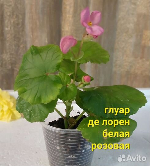 Калла и другие цветы