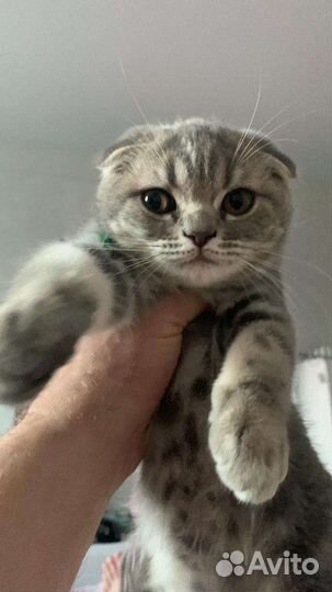 Шотландский вислоухий котенок