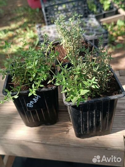 Чабрец, тимьян