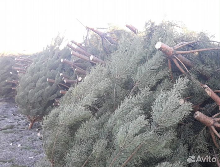 Новогодние ёлки (сосны)