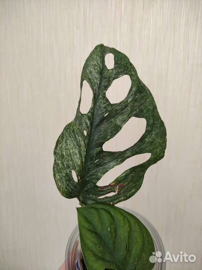 Монстера Адансони минт