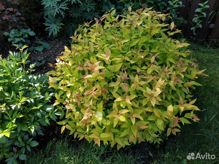 Многолетники для сада