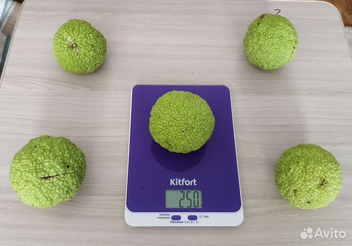 Маклюра (адамово яблоко)