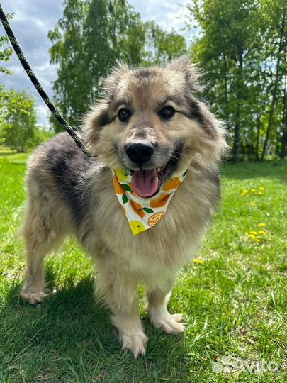 Небольшой пушистик Бароша в добрые руки