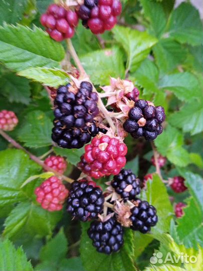 Ежевика без шипов