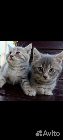 Котики бесплатно в добрые руки