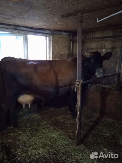 Тёлочка и Бык джерси