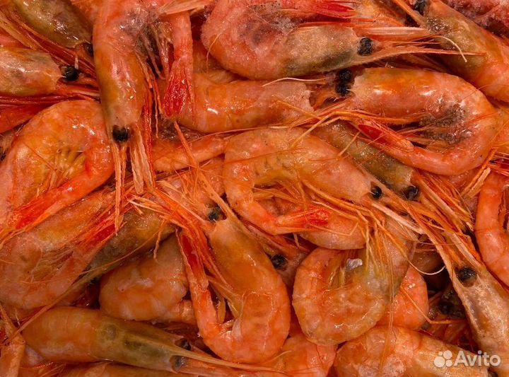 Креветка северная. Крупные. Свежие