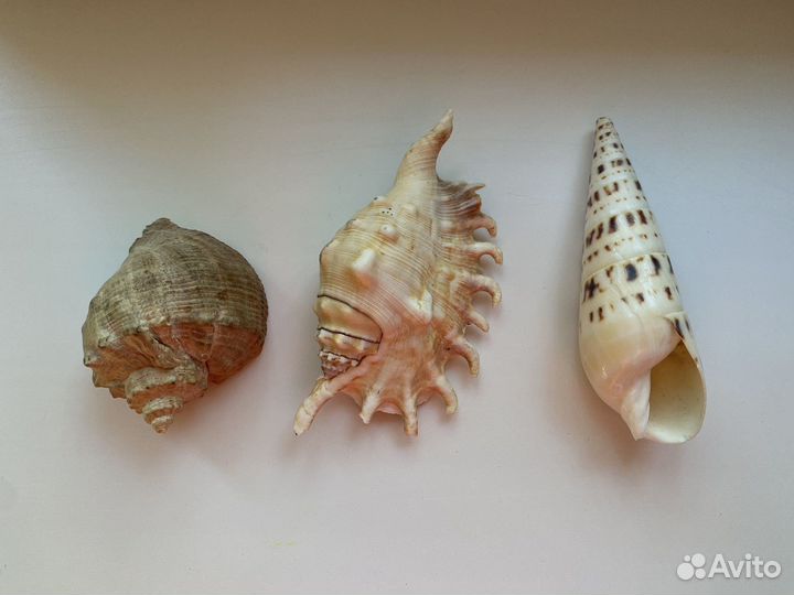 Морские ракушки