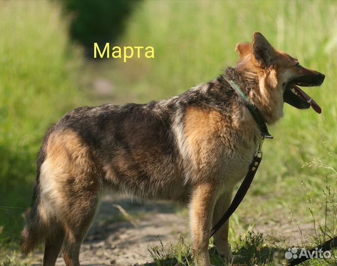 Полуовчарка Марти ищет дом