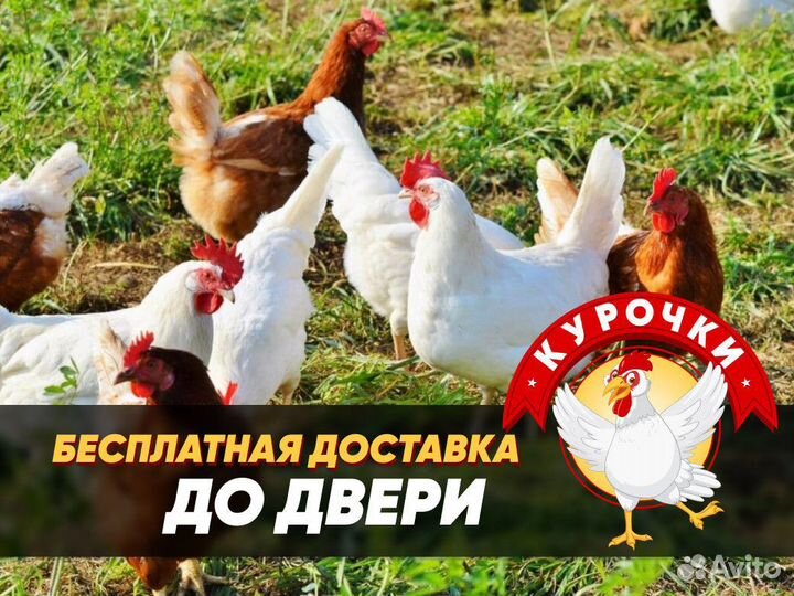 Курочки несушки с доставкой