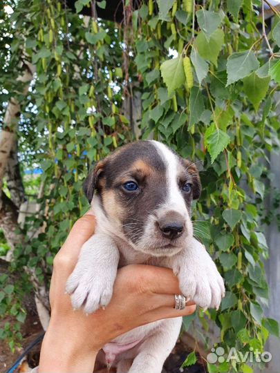 Щенок бесплатно в добрые руки 1 месяц