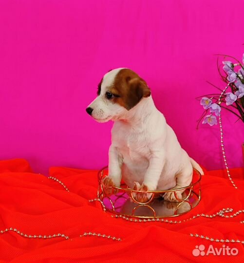 Любимчики - девочки Джек рассела