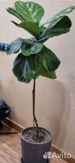 Фикус лирата