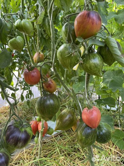 Японка и другие семена томатов и перца