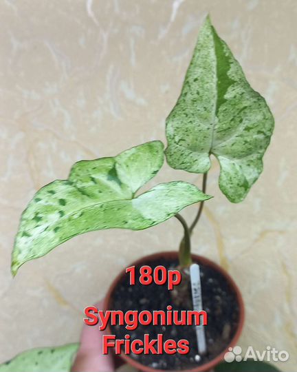 Сингониумы, филодендроны сортовые