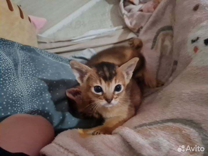 Абиссинские котята