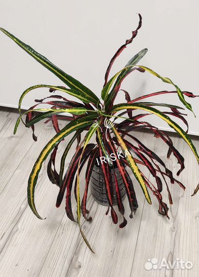 Кротоны (Кодиеум) ассорти