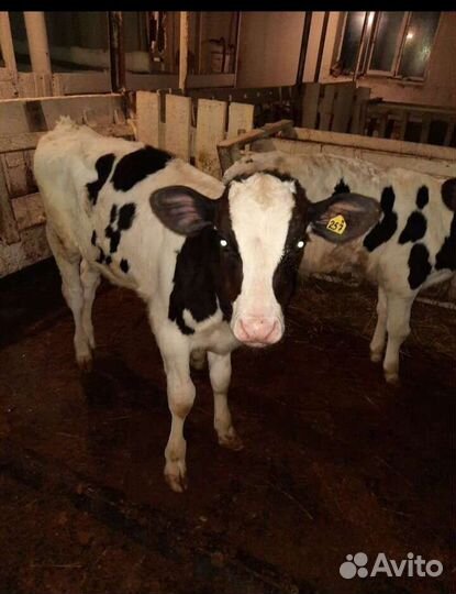 Бычки телята