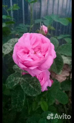 Роза парковая английская саженец