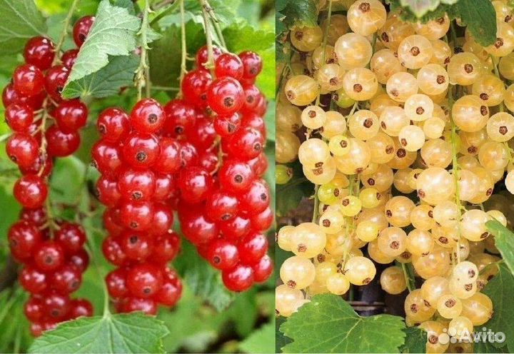 Саженцы вишня,смородина,крыжовник,и т.д