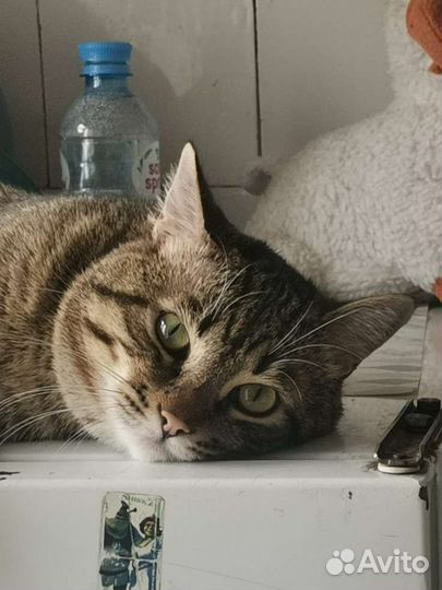 Европейская