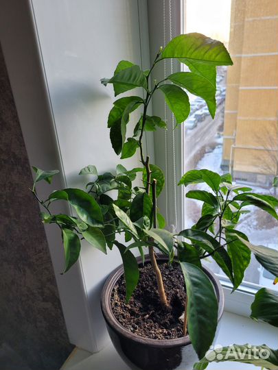 Цветы Драцена ананас фикус