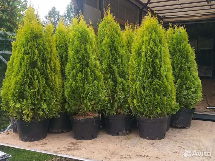 Туя Голден Смарагд