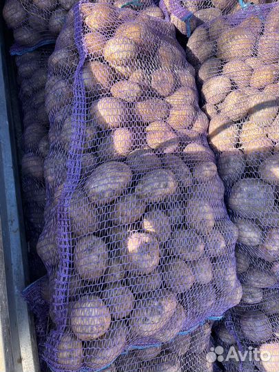 Картошка домашняя