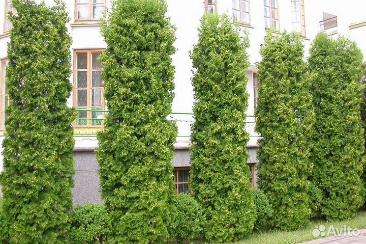 Крупномеры туи