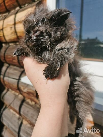 Котенок в добрые руки