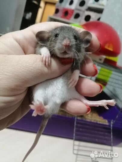 Крыса крысята дамбо