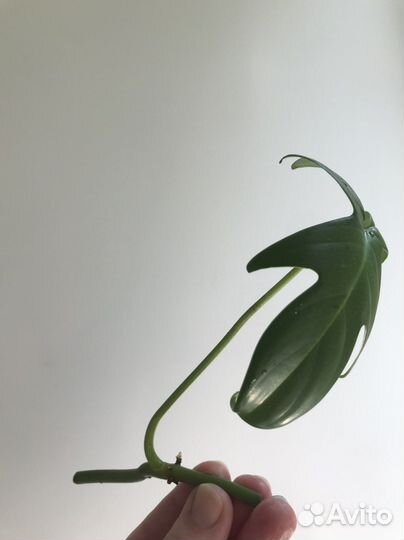 Филодендрон Флорида бьюти грин