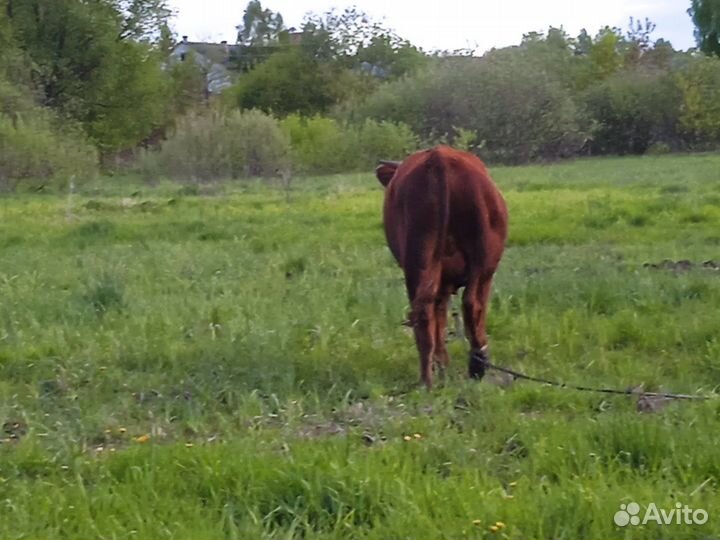 Быки на мясо живым весом