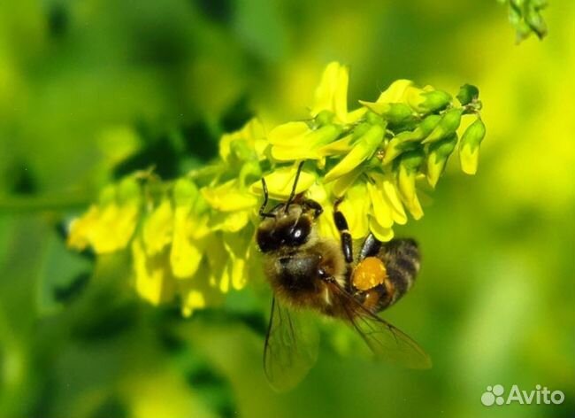 Мед 2024 года Алтайский оптом
