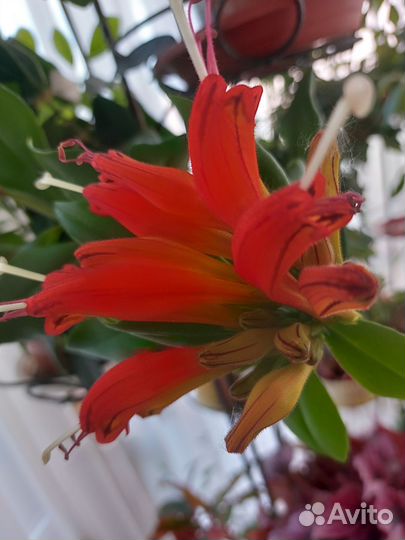 Эсхинантус