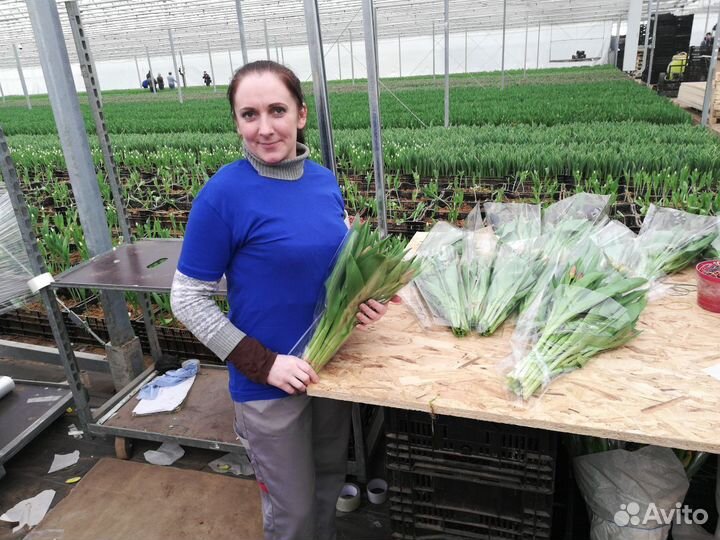 Работа в теплице. Вахта в теплице. Разнорабочий