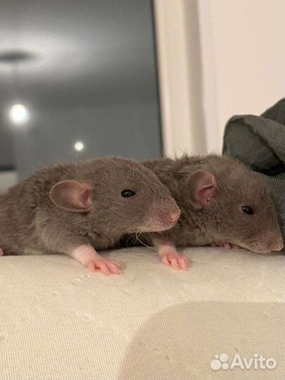 Крысёнок Рекс со всем необходимым