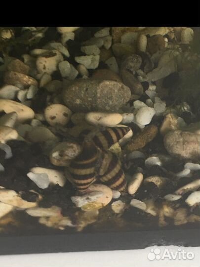 Улитки хелена